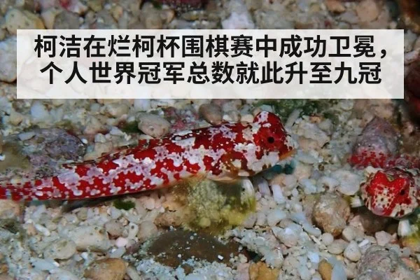 柯洁在烂柯杯围棋赛中成功卫冕，个人世界冠军总数就此升至九冠